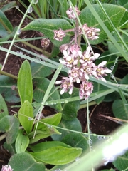 Xysmalobium pedifoetidum