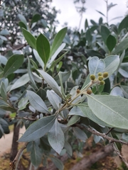 Conocarpus erectus