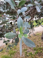 Conocarpus erectus