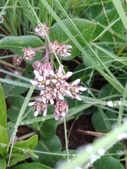 Xysmalobium pedifoetidum