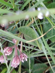 Xysmalobium pedifoetidum