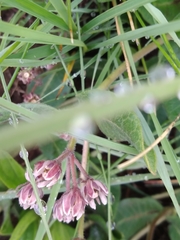 Xysmalobium pedifoetidum