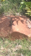 Psammophilus