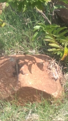 Psammophilus