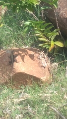Psammophilus