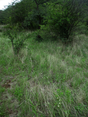 Kyllinga alba subsp. alba image