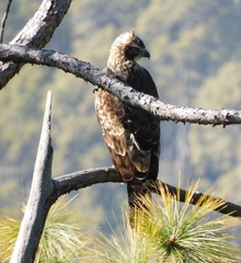 Nisaetus nipalensis