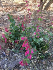 Penstemon pseudospectabilis