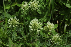 Trifolium canescens