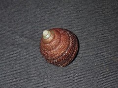 Clanculus maugeri