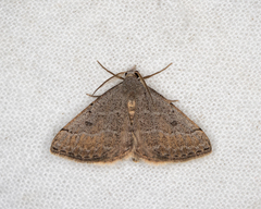 Dichromodes usurpatrix