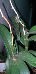 Rhionaeschna psilus