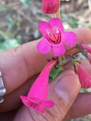 Penstemon pseudospectabilis