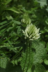 Trifolium canescens