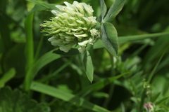 Trifolium canescens