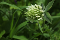 Trifolium canescens