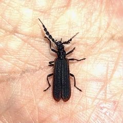 Pseudolycus marginatus