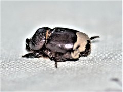 Temnorhynchus retusus