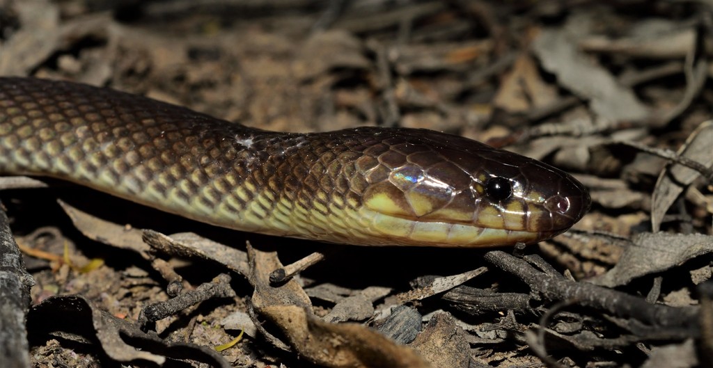 Dunmall's Snake