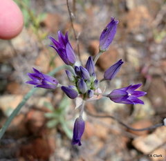 Allium fimbriatum