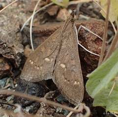Mecyna mustelinalis