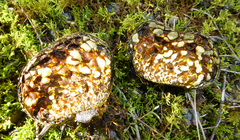 Pisolithus thermaeus
