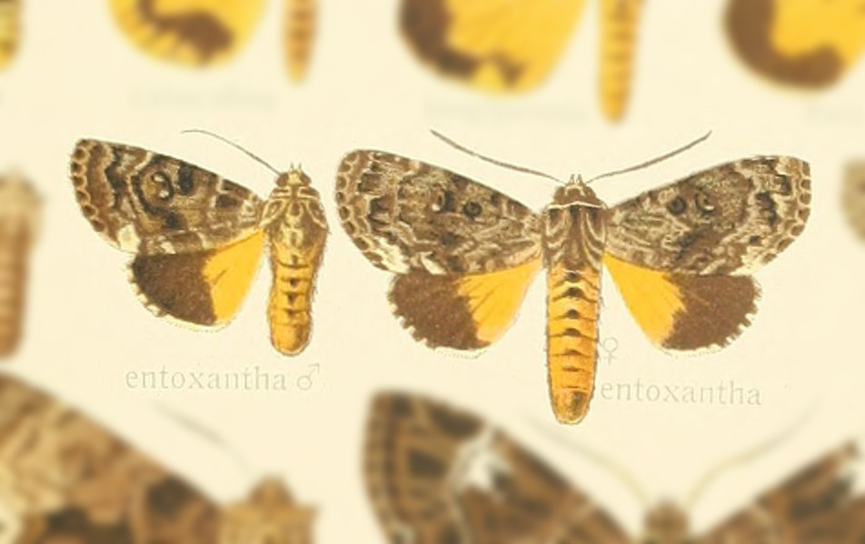 Tambana entoxantha