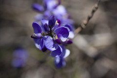 Comesperma volubile