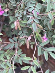 Indigofera vicioides