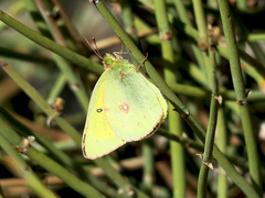Colias harfordii
