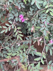 Indigofera vicioides