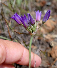 Allium fimbriatum