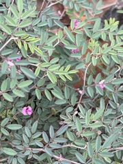 Indigofera vicioides