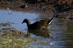 Gallinula tenebrosa tenebrosa