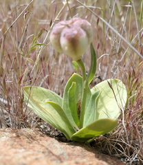 Fritillaria purdyi