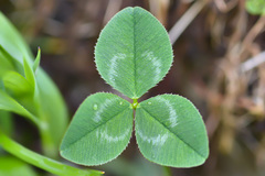Trifolium raddeanum
