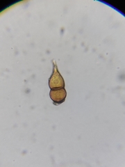Puccinia smilacis