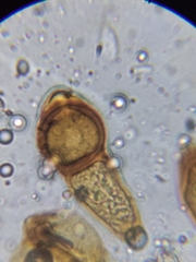 Puccinia smilacis