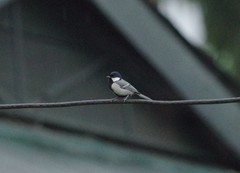 Parus cinereus planorum