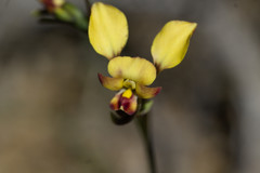 Diuris refracta