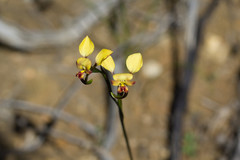 Diuris refracta