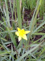 Hypoxis argentea