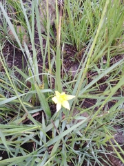 Hypoxis argentea