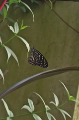 Ideopsis vulgaris macrina