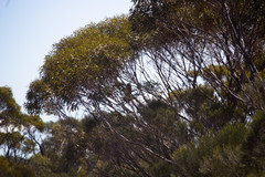 Ninox boobook ocellata