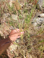 Ixia polystachya polystachya