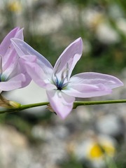 Ixia polystachya polystachya
