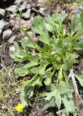 Delphinium uliginosum