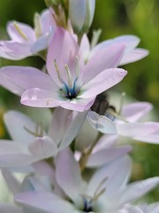 Ixia polystachya polystachya