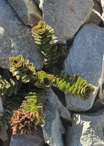 Veronica haastii, photograph 6